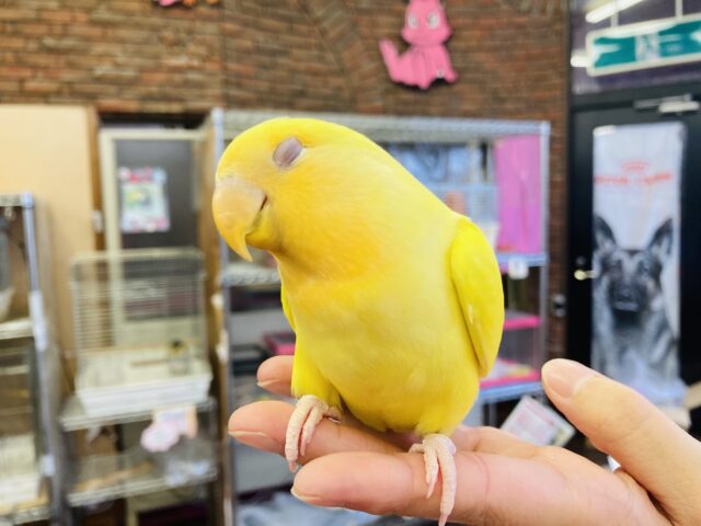 コザクラインコ（小桜インコ）