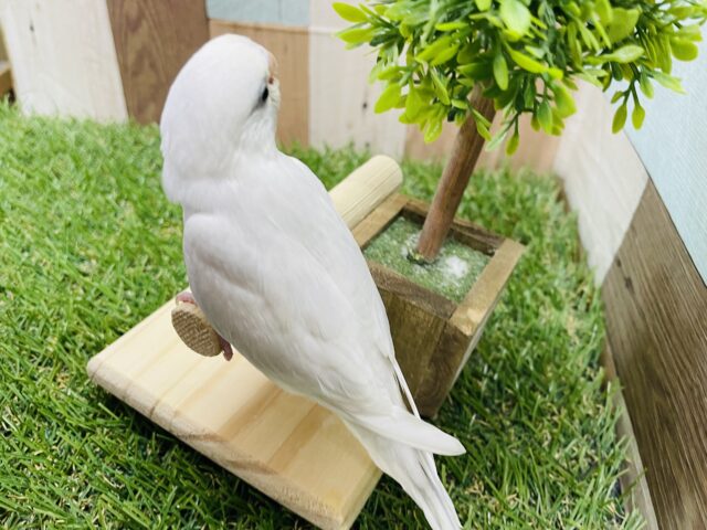 セキセイインコ