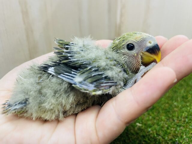 コザクラインコ（小桜インコ）