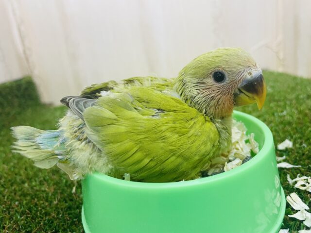 コザクラインコ（小桜インコ）