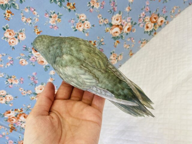 サザナミインコ