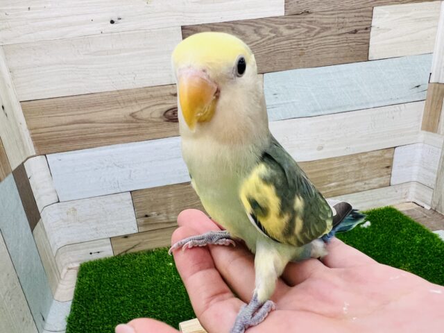 コザクラインコ（小桜インコ）