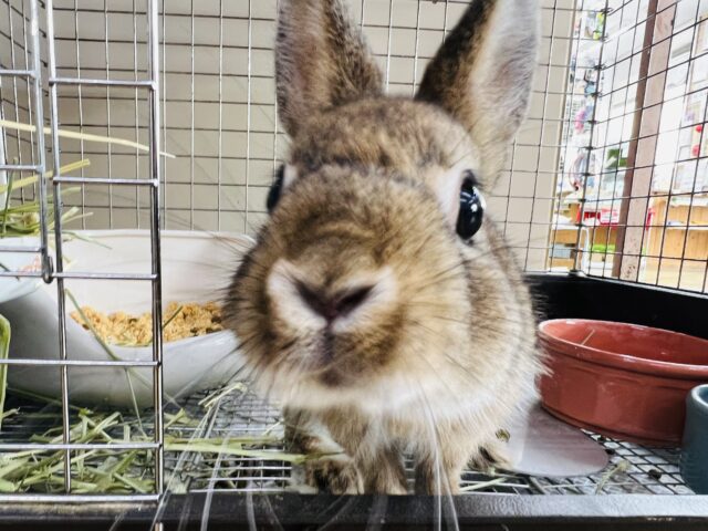 ネザーランドドワーフ