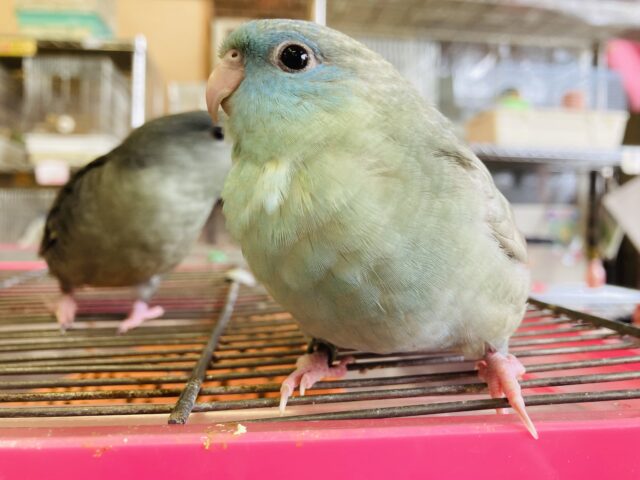 サザナミインコ