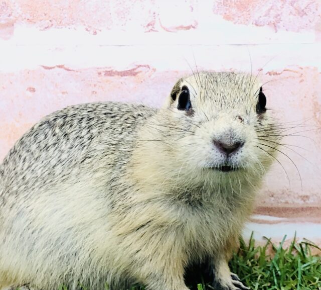 リチャードソンジリス