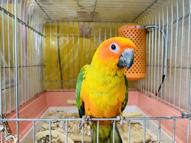 コガネメキシコインコ