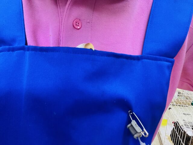 コザクラインコ（小桜インコ）