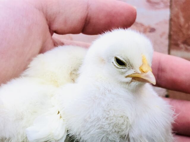 桂チャボ（カツラチャボ）