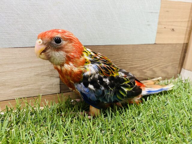 ナナクサインコ（七草インコ）