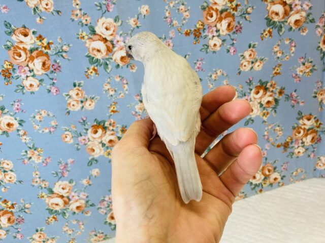 シルバー文鳥