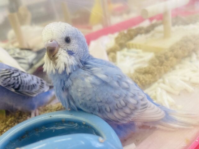 セキセイインコ