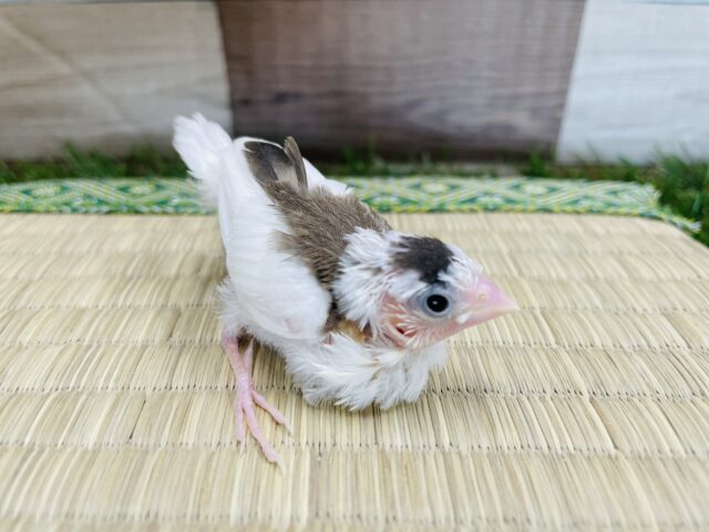 十姉妹（ジュウシマツ）