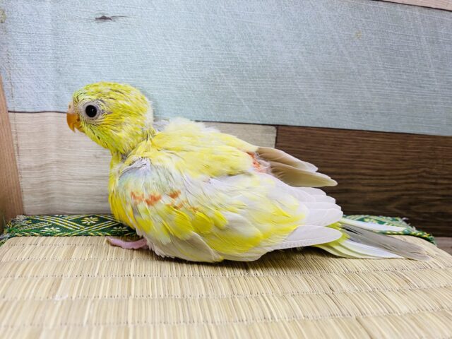 ビセイインコ（美声インコ）