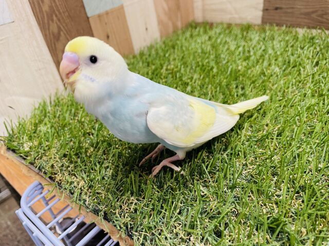 セキセイインコ