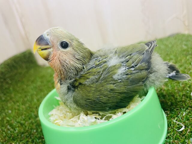 コザクラインコ（小桜インコ）