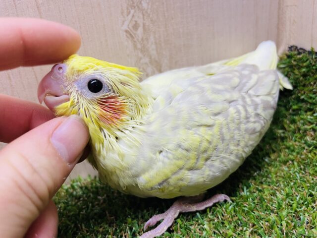 オカメインコ
