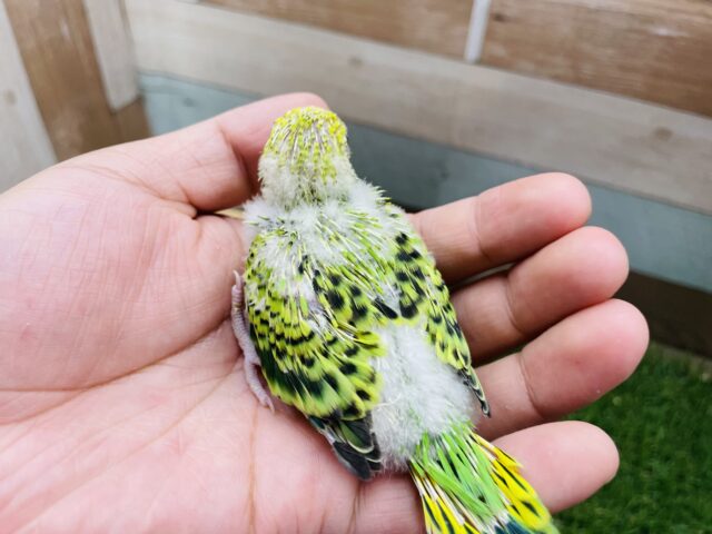 セキセイインコ