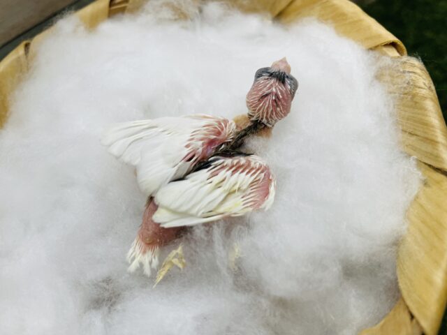 十姉妹（ジュウシマツ）