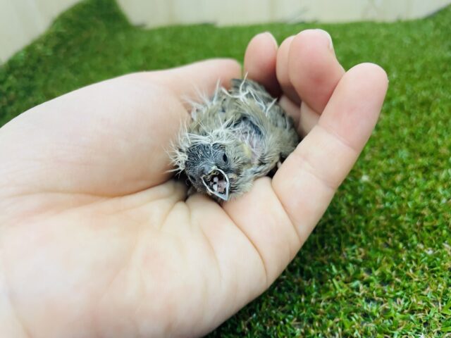 錦花鳥（キンカチョウ）