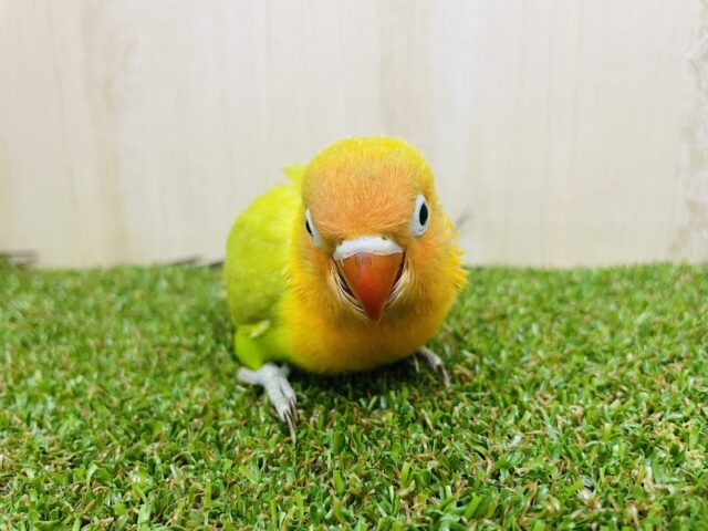 ヤマブキボタンインコ