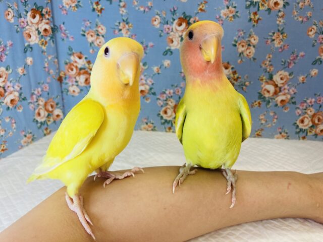 最新画像🌟激推し❤︎元気いっぱいアピールするよ🌞✨手乗りコザクラインコ(ルチノー)🪶✨ コザクラインコ(小桜インコ)