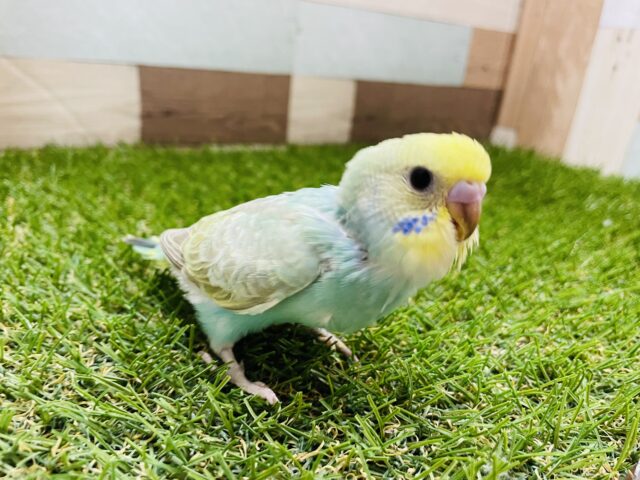 セキセイインコ