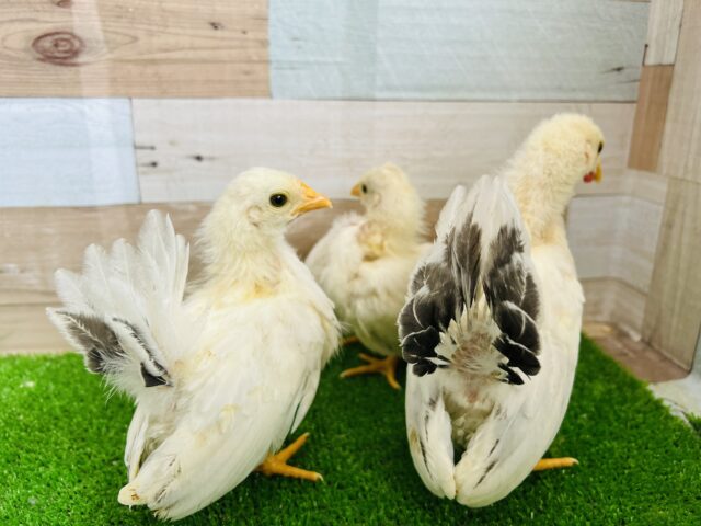 桂チャボ（カツラチャボ）