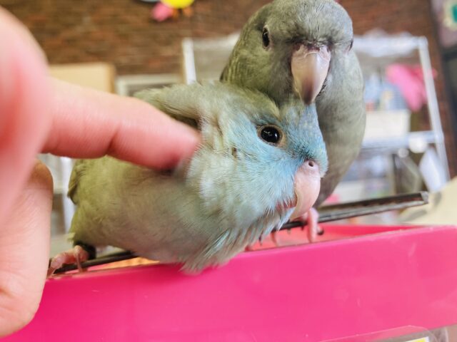 サザナミインコ
