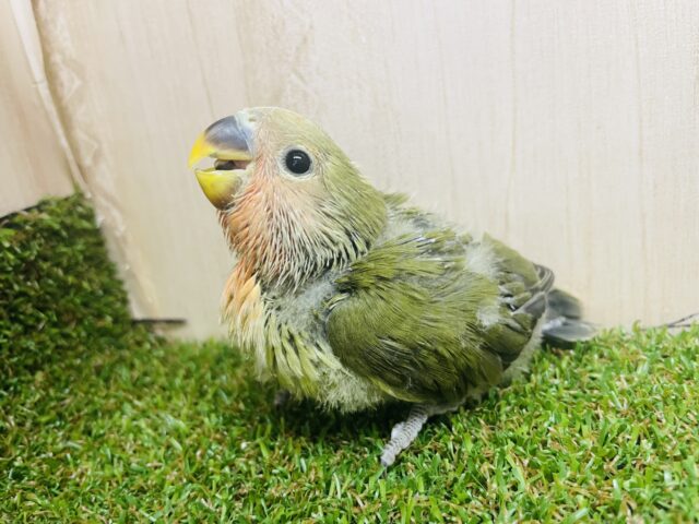 コザクラインコ（小桜インコ）