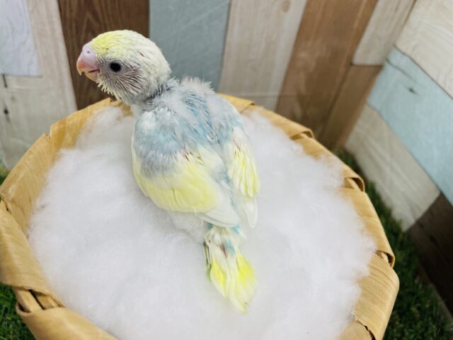 セキセイインコ