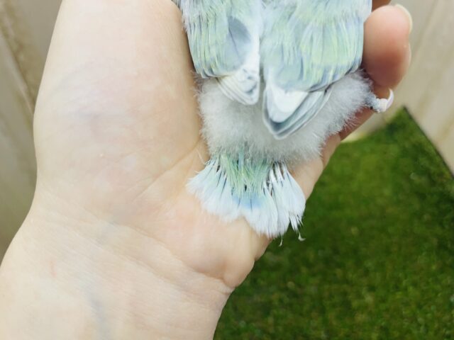 コザクラインコ（小桜インコ）