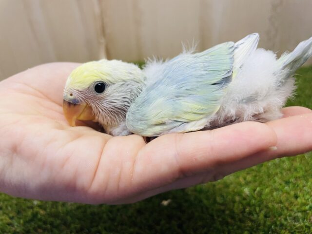 コザクラインコ（小桜インコ）