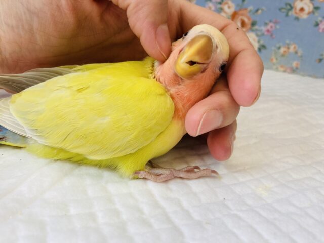 コザクラインコ（小桜インコ）