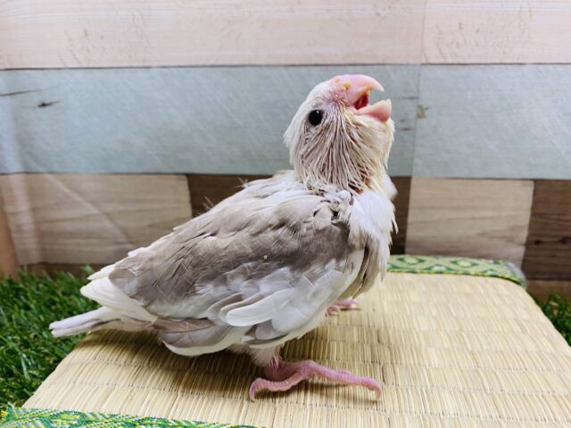 オカメインコ