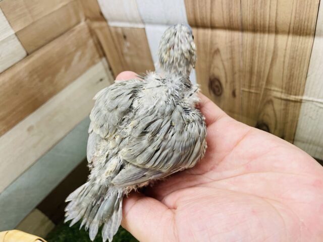 サザナミインコ