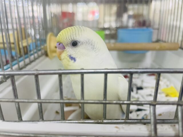 セキセイインコ