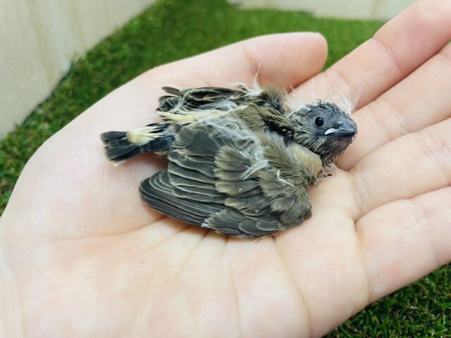 錦花鳥（キンカチョウ）