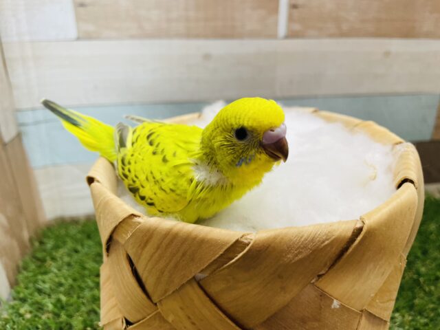 セキセイインコ