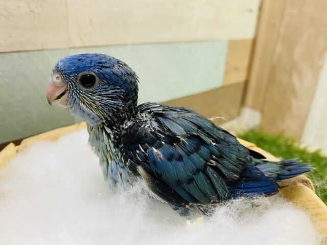 深みのあるブルーが素敵☆サザナミインココバルト サザナミインコ