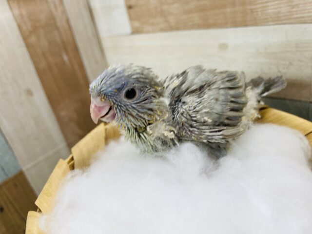 サザナミインコ