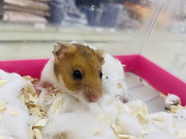 ゴールデンハムスター