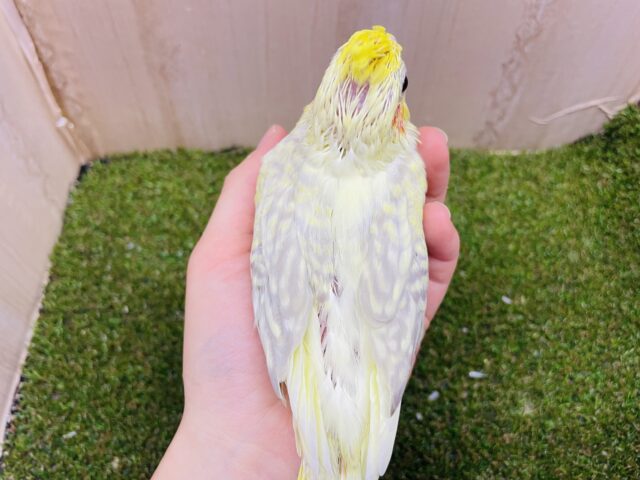 オカメインコ