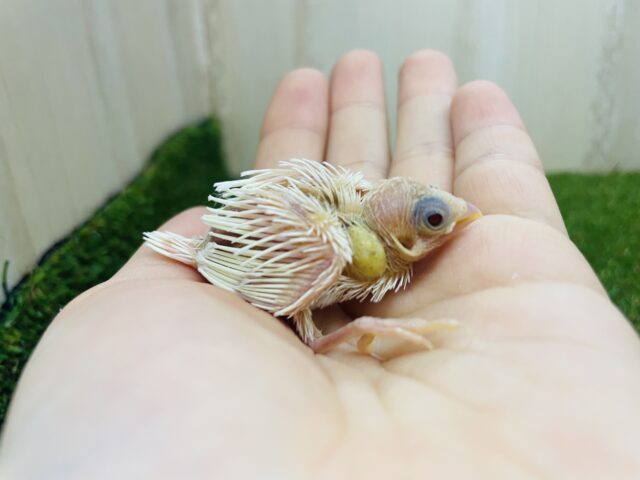 十姉妹（ジュウシマツ）