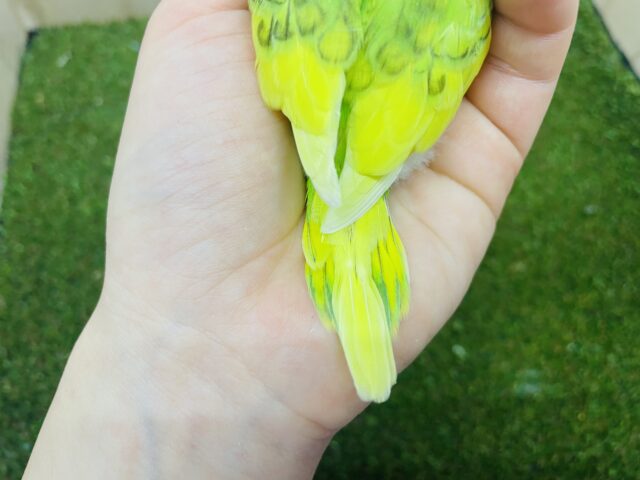 セキセイインコ