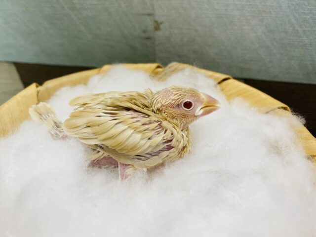 シナモン文鳥