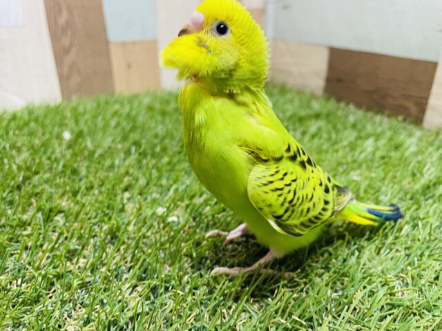 セキセイインコ