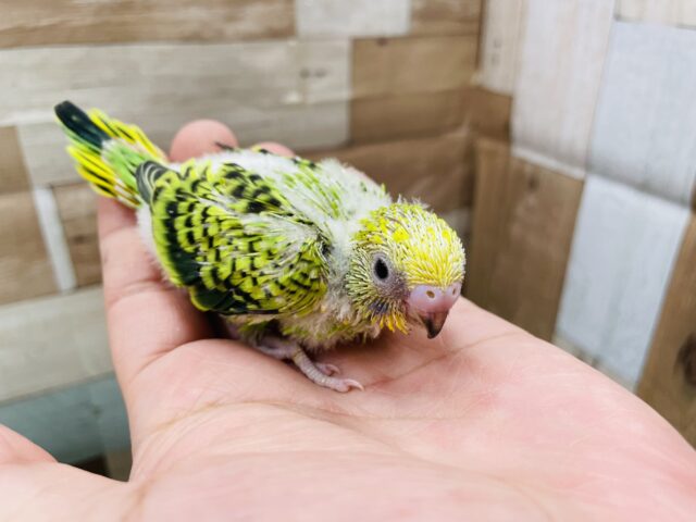 セキセイインコ