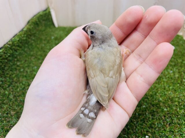 錦花鳥（キンカチョウ）