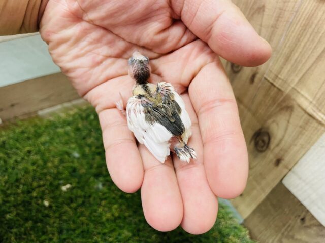 十姉妹（ジュウシマツ）