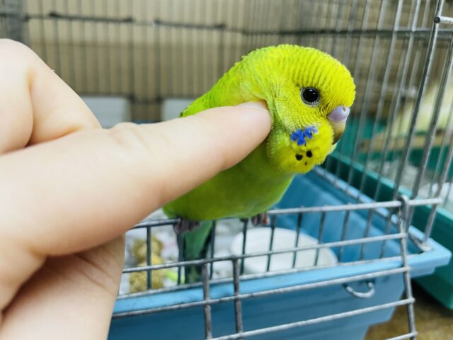 セキセイインコ
